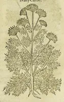 Picture 31 of 57 from The herball or Generall historie of plantes. (1597), leaf 901