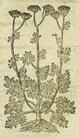 Picture 33 of 57 from The herball or Generall historie of plantes. (1597), leaf 941