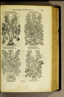An illustration from The herball or Generall historie of plantes. (1597)