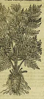 An illustration from The herball or Generall historie of plantes. (1597)