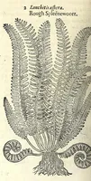 Picture 48 of 68 from The herball or, Generall historie of plantes (1597), leaf 1004