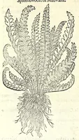 Picture 49 of 68 from The herball or, Generall historie of plantes (1597), leaf 1004