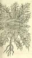 An illustration from The herball or, Generall historie of plantes (1597)