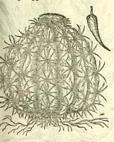 Picture 51 of 68 from The herball or, Generall historie of plantes (1597), leaf 1039