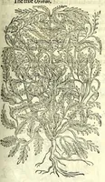 Picture 52 of 68 from The herball or, Generall historie of plantes (1597), leaf 1077