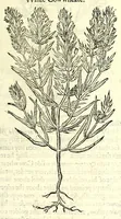 Picture 6 of 68 from The herball or, Generall historie of plantes (1597), leaf 109