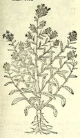 An illustration from The herball or, Generall historie of plantes (1597)