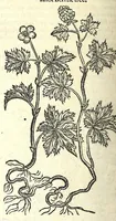 An illustration from The herball or, Generall historie of plantes (1597)