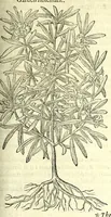 Picture 55 of 68 from The herball or, Generall historie of plantes (1597), leaf 1135