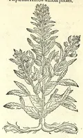 An illustration from The herball or, Generall historie of plantes (1597)