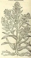 An illustration from The herball or, Generall historie of plantes (1597)