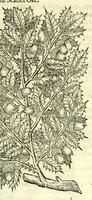 Picture 58 of 68 from The herball or, Generall historie of plantes (1597), leaf 1185