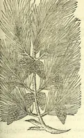 Picture 59 of 68 from The herball or, Generall historie of plantes (1597), leaf 1203
