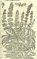 Picture 60 of 68 from The herball or, Generall historie of plantes (1597), leaf 1227