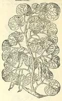 An illustration from The herball or, Generall historie of plantes (1597)