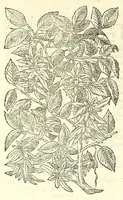 An illustration from The herball or, Generall historie of plantes (1597)