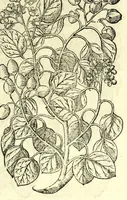An illustration from The herball or, Generall historie of plantes (1597)