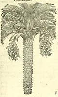 An illustration from The herball or, Generall historie of plantes (1597)