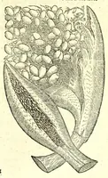 Picture 66 of 68 from The herball or, Generall historie of plantes (1597), leaf 1359