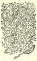 Picture 67 of 68 from The herball or, Generall historie of plantes (1597), leaf 1378