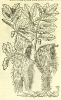 An illustration from The herball or, Generall historie of plantes (1597)