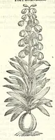 Picture 7 of 68 from The herball or, Generall historie of plantes (1597), leaf 178