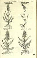 An illustration from The herball or, Generall historie of plantes (1597)