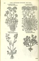 An illustration from The herball or, Generall historie of plantes (1597)