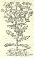 An illustration from The herball or, Generall historie of plantes (1597)