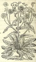 An illustration from The herball or, Generall historie of plantes (1597)