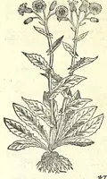 Picture 12 of 68 from The herball or, Generall historie of plantes (1597), leaf 262