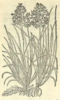 Picture 2 of 68 from The herball or, Generall historie of plantes (1597), leaf 28