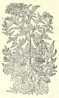 An illustration from The herball or, Generall historie of plantes (1597)