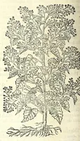 An illustration from The herball or, Generall historie of plantes (1597)