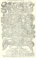 Picture 15 of 68 from The herball or, Generall historie of plantes (1597), leaf 298