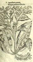 Picture 16 of 68 from The herball or, Generall historie of plantes (1597), leaf 337