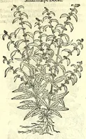 An illustration from The herball or, Generall historie of plantes (1597)