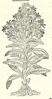 Picture 18 of 68 from The herball or, Generall historie of plantes (1597), leaf 374