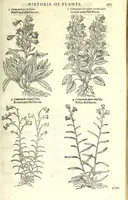 An illustration from The herball or, Generall historie of plantes (1597)