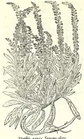 Picture 20 of 68 from The herball or, Generall historie of plantes (1597), leaf 424