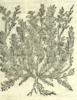 An illustration from The herball or, Generall historie of plantes (1597)