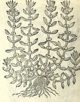 An illustration from The herball or, Generall historie of plantes (1597)