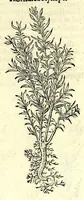 An illustration from The herball or, Generall historie of plantes (1597)