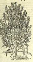An illustration from The herball or, Generall historie of plantes (1597)