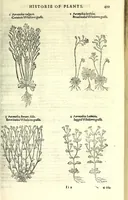 An illustration from The herball or, Generall historie of plantes (1597)