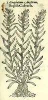 An illustration from The herball or, Generall historie of plantes (1597)