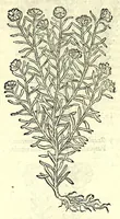 An illustration from The herball or, Generall historie of plantes (1597)