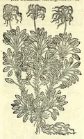 An illustration from The herball or, Generall historie of plantes (1597)
