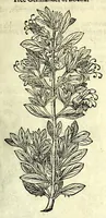 An illustration from The herball or, Generall historie of plantes (1597)