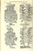 An illustration from The herball or, Generall historie of plantes (1597)